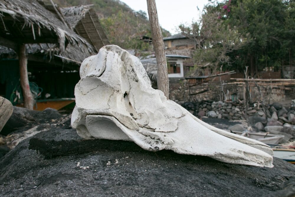 【インドネシア全34州の旅】#48　東ヌサトゥンガラ州⑤　ルンバタ島ラマレラ　生きるための伝統捕鯨の村