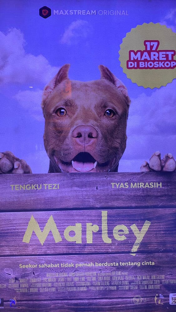 「マーレー」　ジャカルタでもペットブーム、精肉業者から逃げ出す犬の運命は　【インドネシア映画倶楽部】第39回　