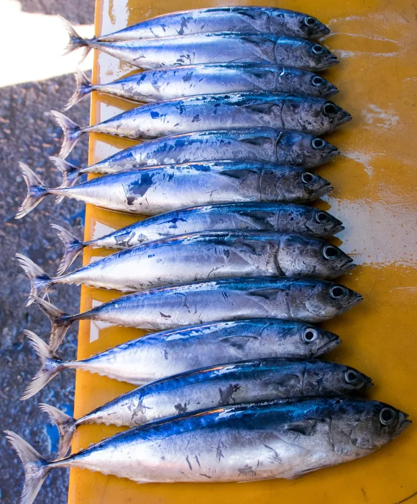 インドネシア全34州の旅】#51 東ヌサトゥンガラ州⑧ ロテ島