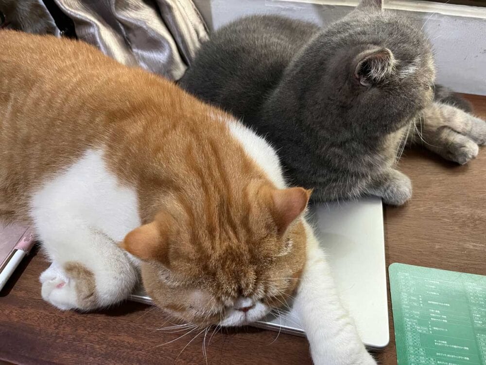 仕事机はいつも猫たちに占領されている