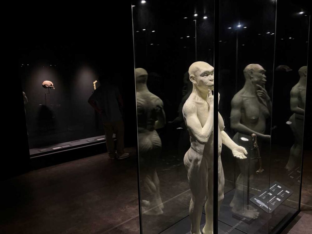 復元されたジャワ原人の像。その右に骨が展示されている